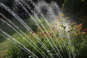 irrigation plantes