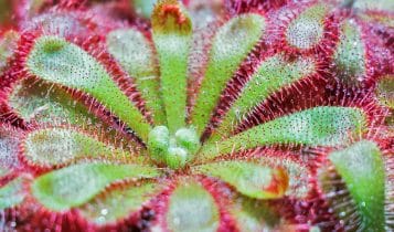 plante carnivore