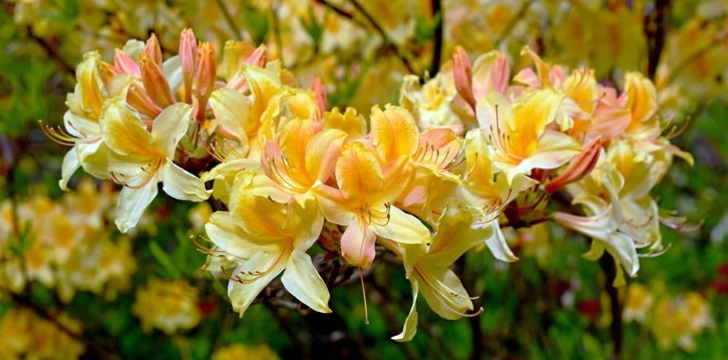 planter un rhododendron