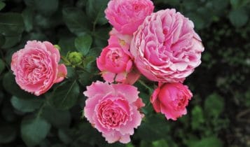 rosier rose