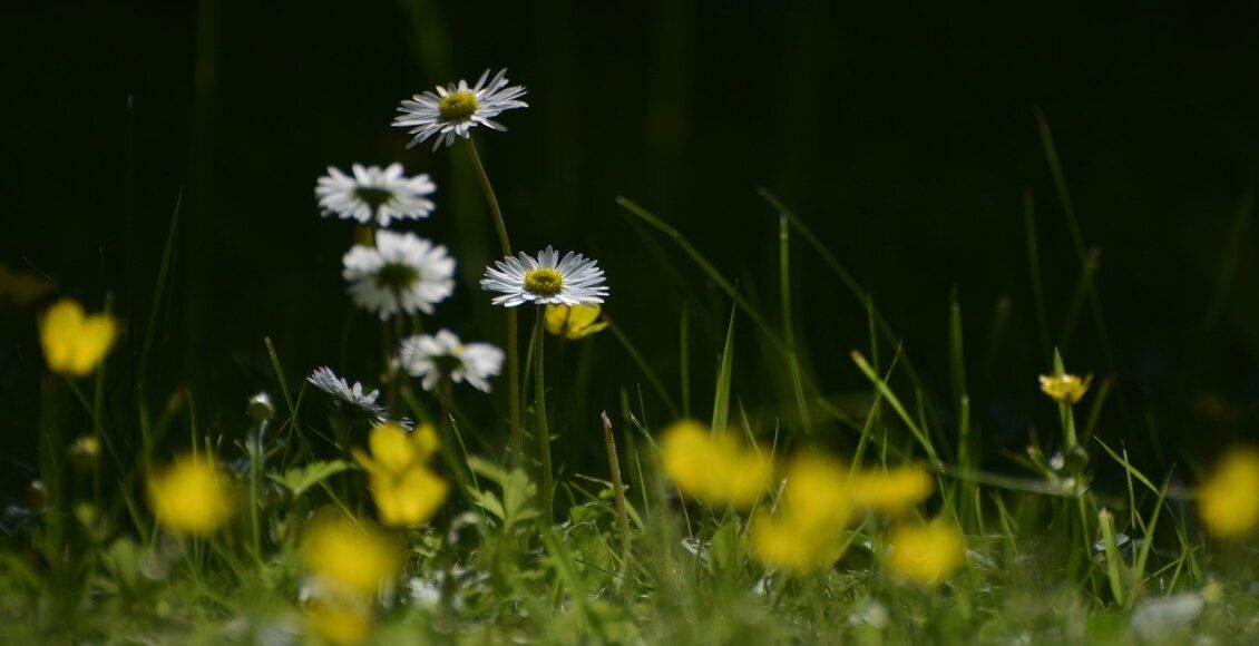 service de tonte de pelouse pour un jardin impeccable - profitez de notre service de tonte de pelouse professionnel pour entretenir votre espace extérieur avec soin et expertise.