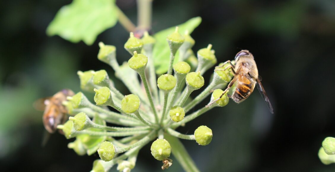 découvrez les principes et techniques de la permaculture pour des pratiques de jardinage et d'agriculture durables et respectueuses de l'environnement.