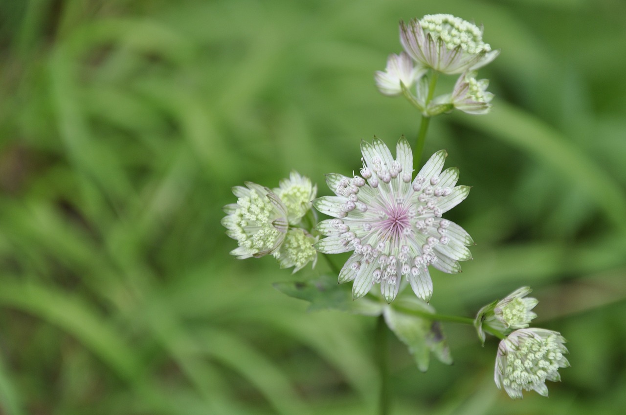 découvrez tout sur l'astrantia, une superbe plante vivace qui séduit par ses fleurs délicates et sa facilité d'entretien. conseils de culture, variétés, et bien plus encore !