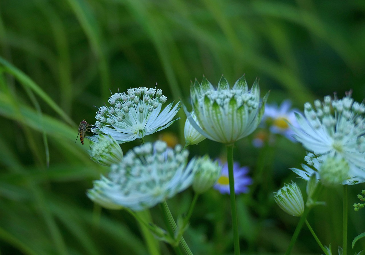 découvrez la signification, l'origine et les propriétés de l'astrantia, une plante herbacée aux fleurs délicates et aux diverses utilisations en jardinage.