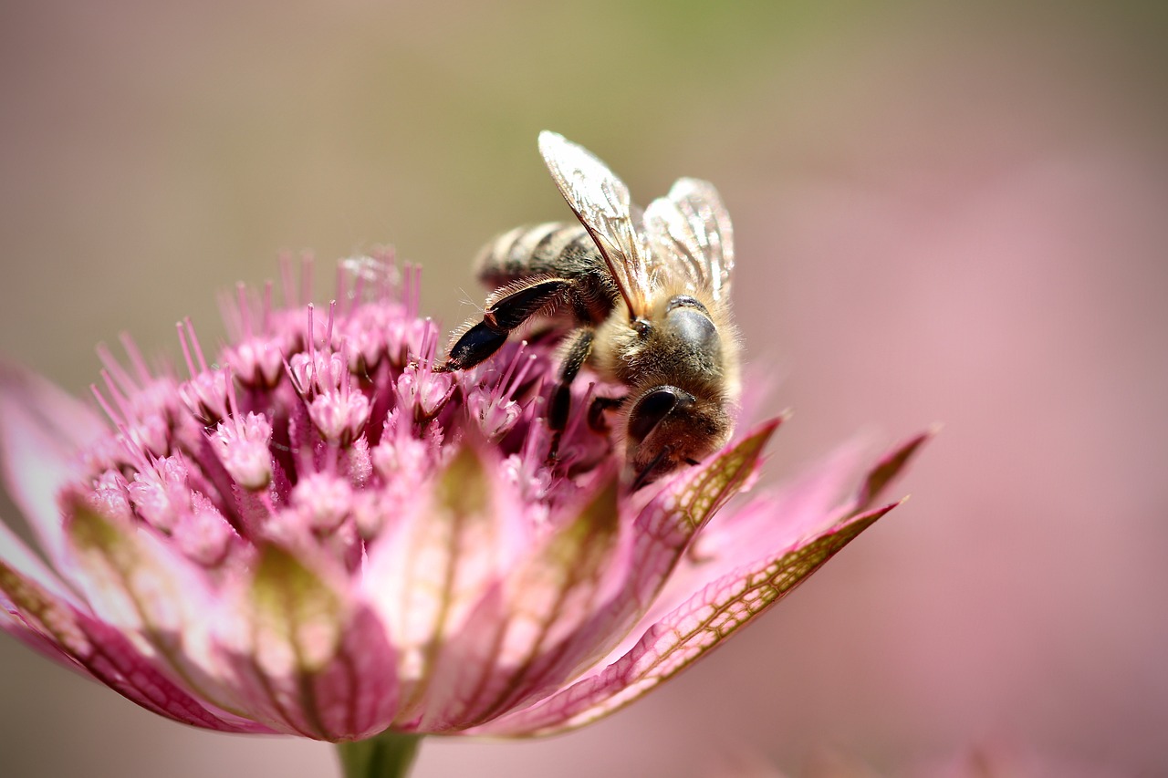 découvrez tout sur l'astrantia, une plante vivace aux fleurs en forme d'étoile, sa culture, ses variétés et ses utilisations au jardin.