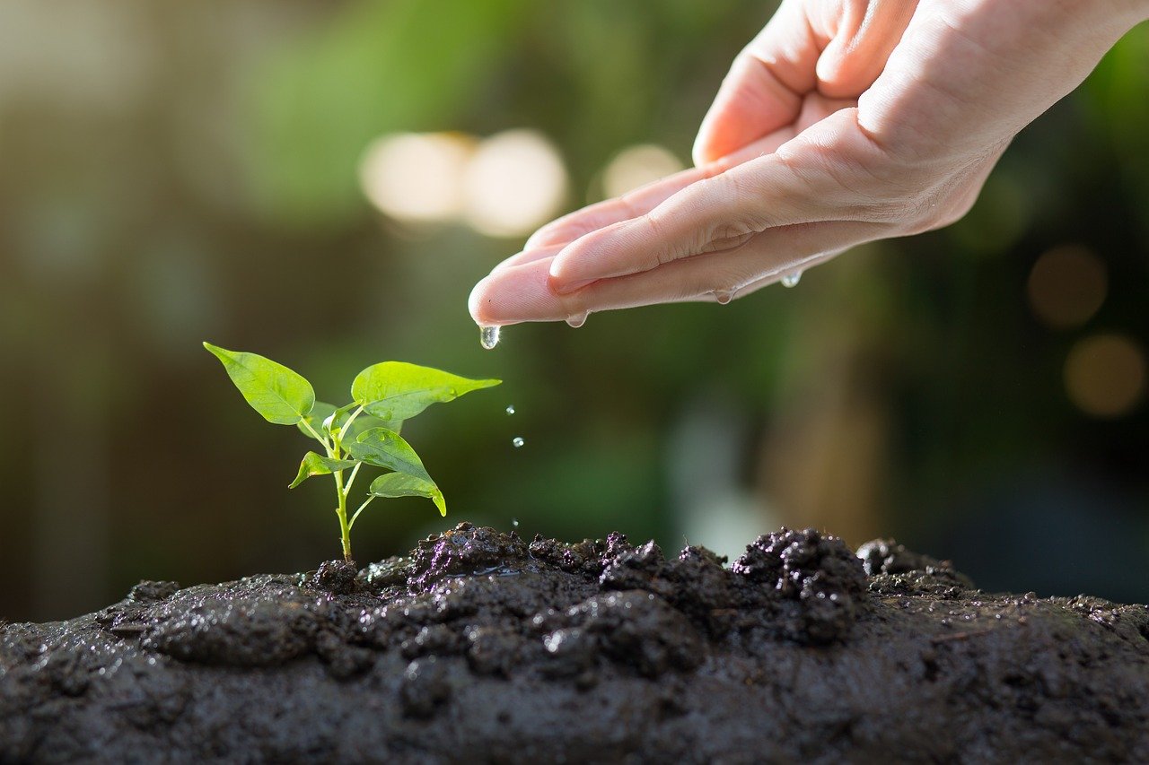 découvrez tout ce dont vous avez besoin pour réussir votre jardinage sur gardening hub. trouvez des conseils, des outils et des ressources pour faire de votre jardin un véritable paradis vert.