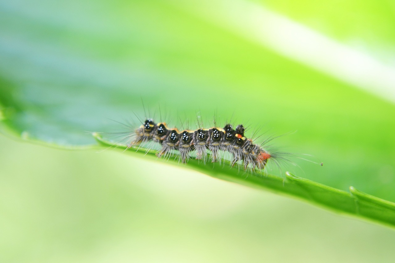 service de lutte antiparasitaire professionnel pour éliminer les nuisibles et protéger votre environnement. contactez-nous pour un contrôle efficace des nuisances !