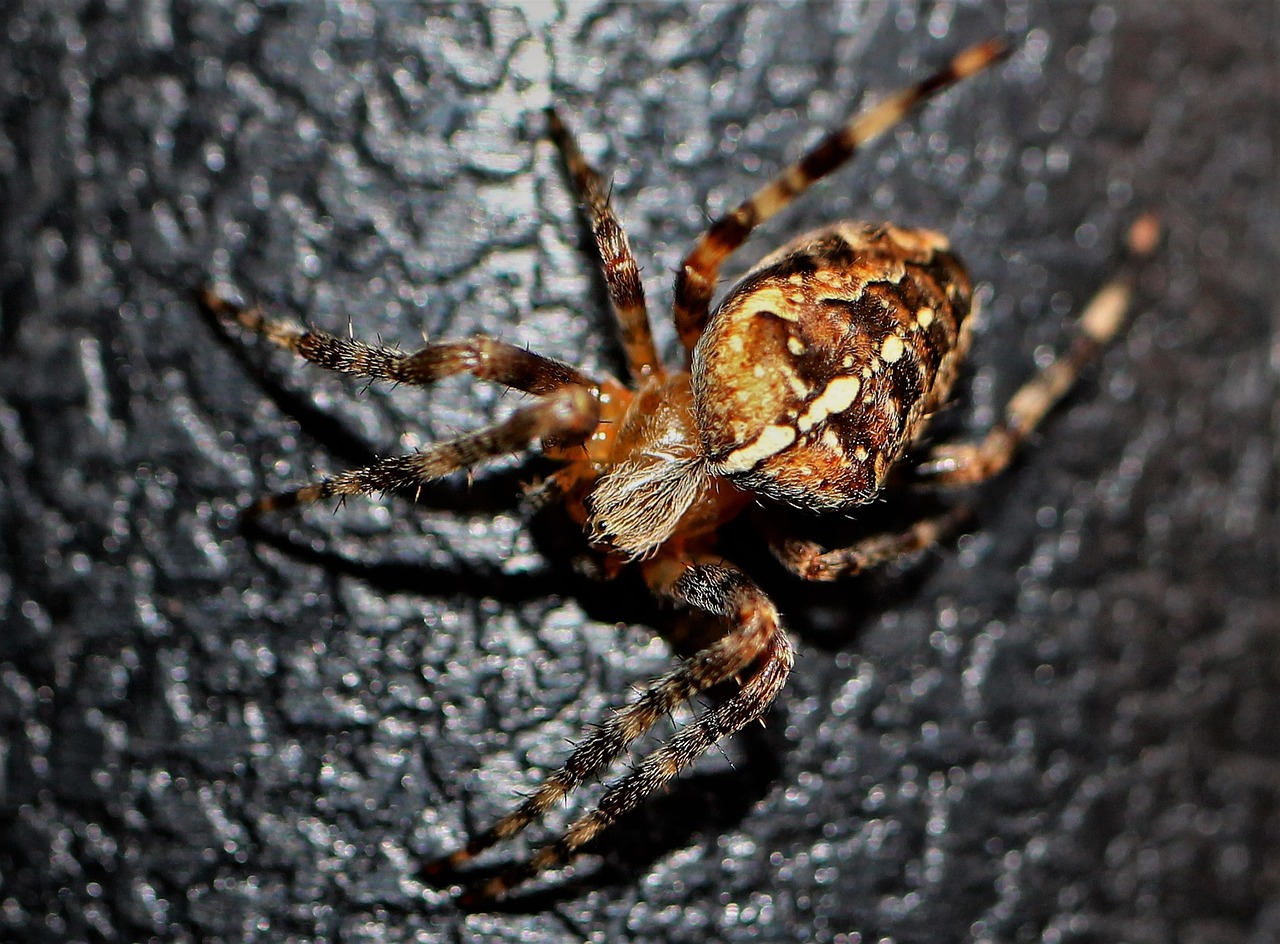 service de lutte antiparasitaire pour éliminer efficacement les nuisibles et les insectes. contactez-nous pour un contrôle professionnel des pestes.
