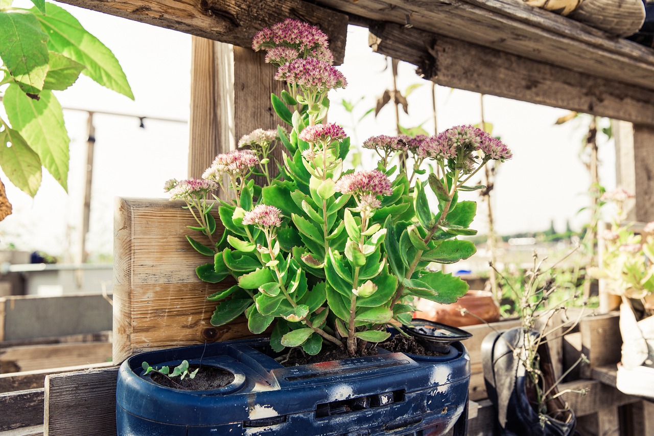 découvrez notre sélection de bacs surélevés pour jardins, idéaux pour cultiver vos plantes en toute simplicité et harmoniser votre espace extérieur.
