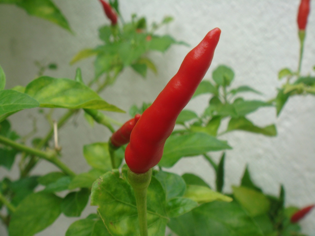 découvrez tout sur les piments serrano, leur goût épicé et leur utilisation en cuisine. apprenez comment ajouter du piquant à vos plats avec ces petits piments pleins de saveur et de chaleur.