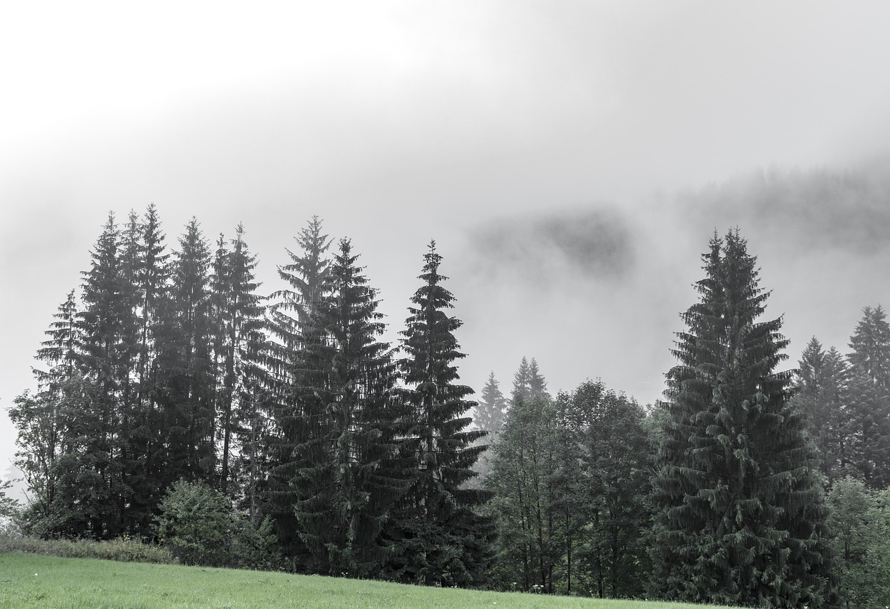 découvrez tout ce que vous devez savoir sur les arbres : leurs caractéristiques, leur importance dans l'environnement, et leurs diverses espèces. apprenez à protéger et préserver ces éléments essentiels de notre écosystème.