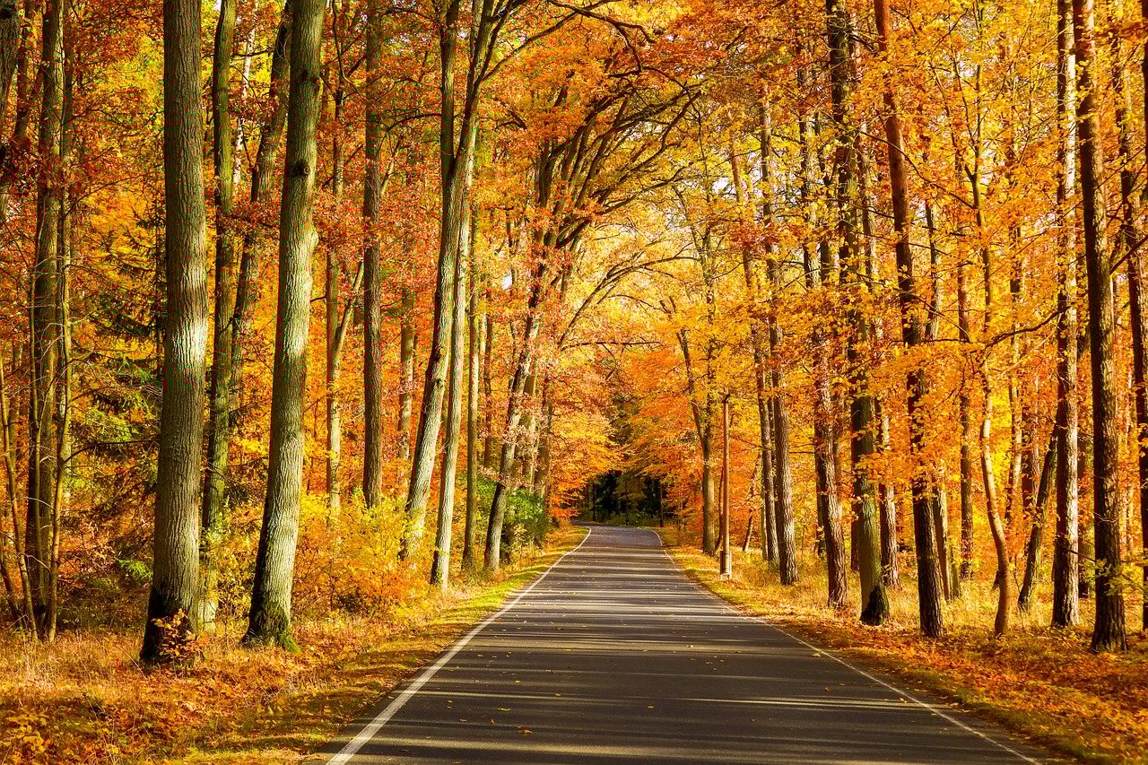 découvrez des informations fascinantes sur les arbres et leur importance dans notre environnement. apprenez-en davantage sur les variétés d'arbres, leur rôle dans la nature et leur impact sur la vie quotidienne.