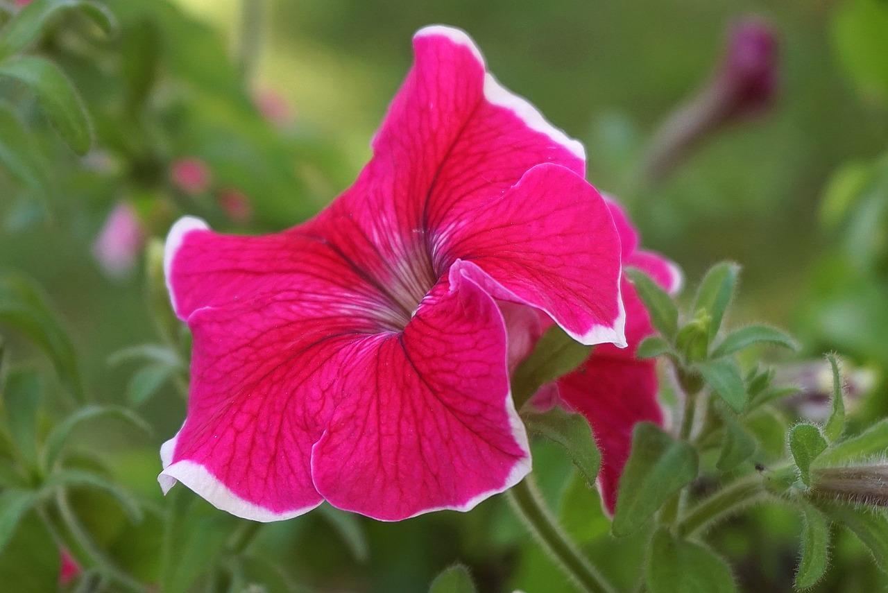 découvrez la beauté sauvage des pétunias avec notre sélection de wild petunias. des couleurs et des formes uniques pour un jardin vibrant et naturel.