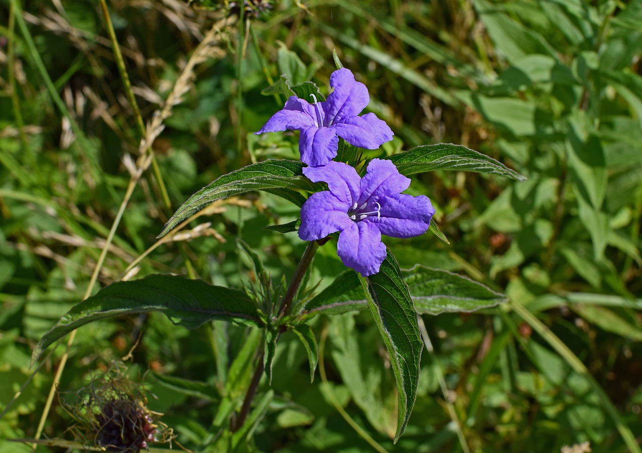 découvrez une sélection de magnifiques pétunias sauvages pour agrémenter votre jardin. commandez dès maintenant et ajoutez une touche de nature à votre quotidien.