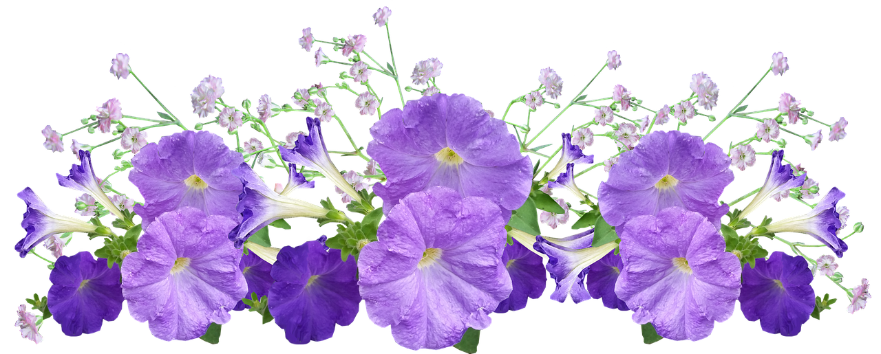 découvrez la beauté sauvage des pétunias dans notre collection de plantes exotiques. des couleurs vibrantes et une floraison abondante pour égayer votre jardin.