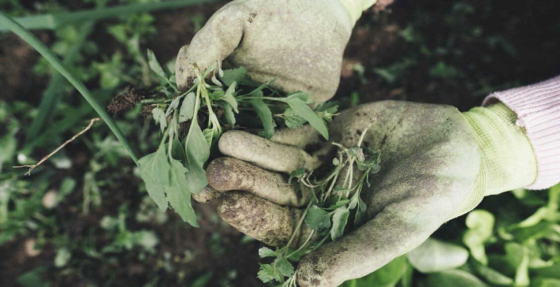 découvrez tous nos conseils et astuces de jardinage pour cultiver un magnifique jardin en pleine santé.