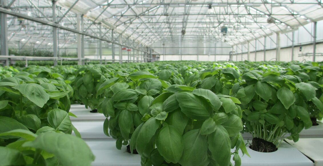 découvrez nos serres innovantes et écologiques pour cultiver vos plantes dans un environnement contrôlé avec greenhouse.