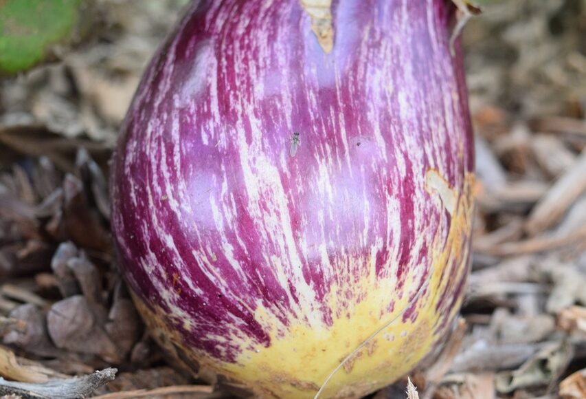 découvrez la permaculture, une méthode de culture durable qui respecte l'environnement et favorise la biodiversité. apprenez à concevoir des systèmes agricoles productifs et autonomes, alliant harmonie entre nature et agriculture, pour un avenir plus vert.