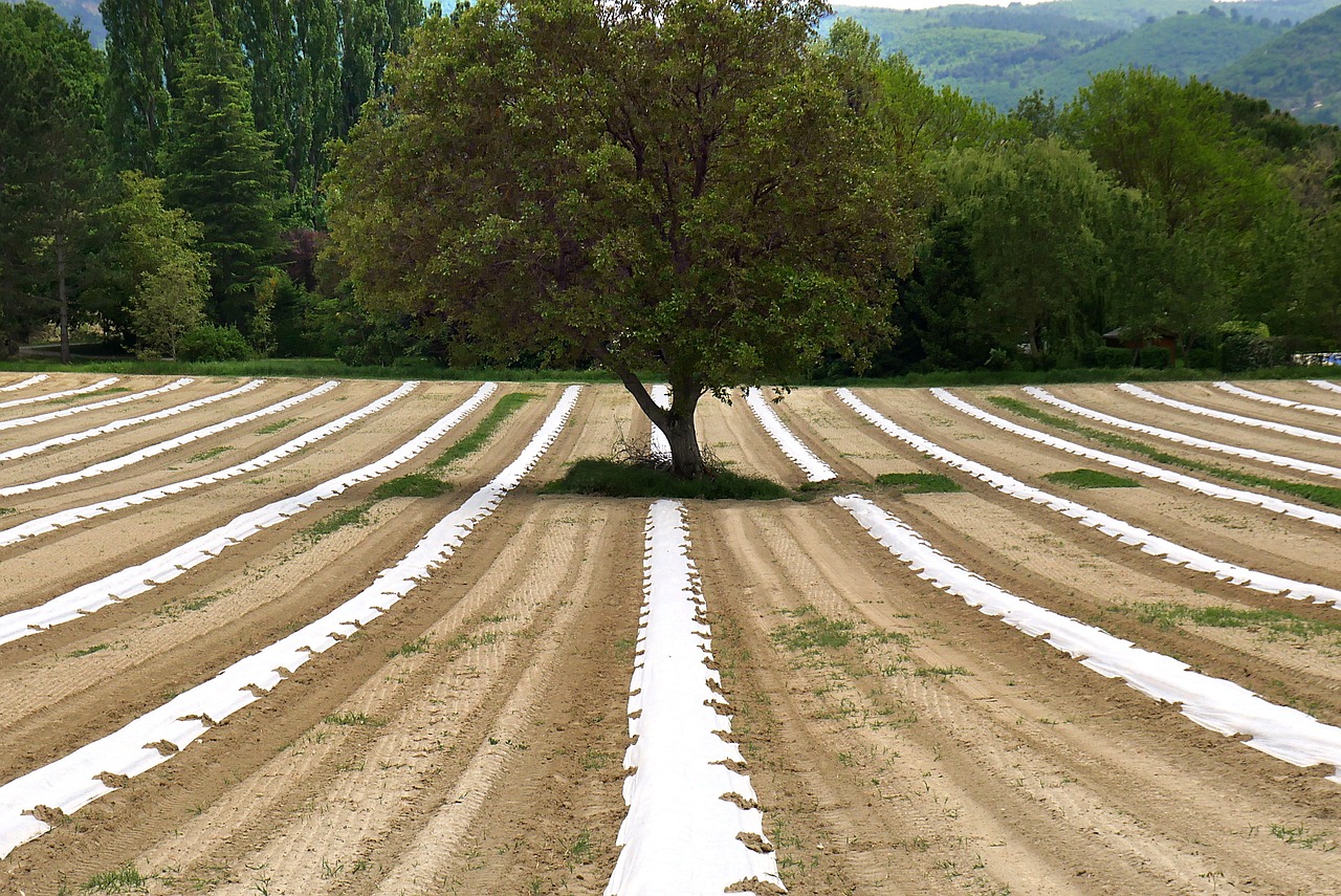 découvrez l'agroécologie, une approche durable de l'agriculture qui préserve l'environnement tout en optimisant la production alimentaire. apprenez comment cette méthode favorise la biodiversité, réduit les intrants chimiques et soutient les économies locales.