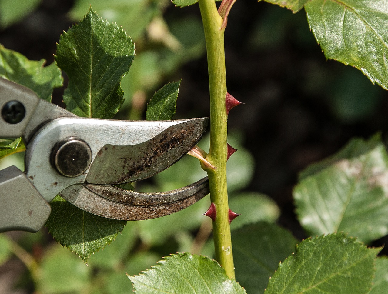 découvrez l'art du jardinage avec notre guide complet sur les jardiniers. apprenez des astuces pour cultiver vos plantes, entretenir votre jardin et profiter d'un espace extérieur florissant. que vous soyez débutant ou expert, trouvez l'inspiration et des conseils pratiques pour créer le jardin de vos rêves.