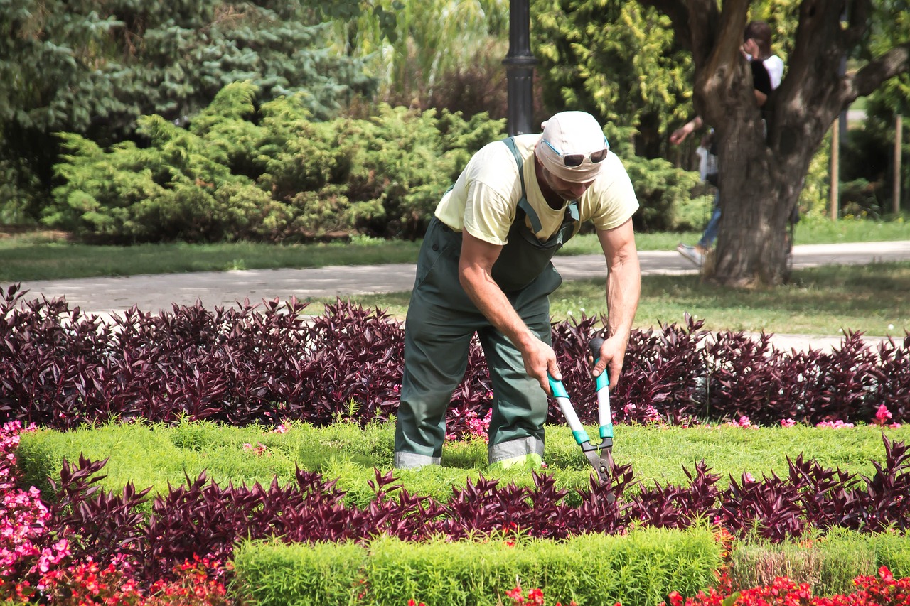 découvrez tous nos conseils et astuces de jardinage avec gardener, votre partenaire vert idéal pour un jardin resplendissant toute l'année.