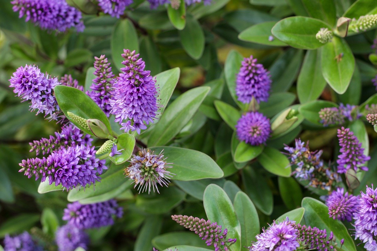 découvrez tout l'univers du jardinage : conseils, astuces et techniques pour cultiver vos plantes, embellir votre espace extérieur et profiter d'un jardin florissant tout au long de l'année.