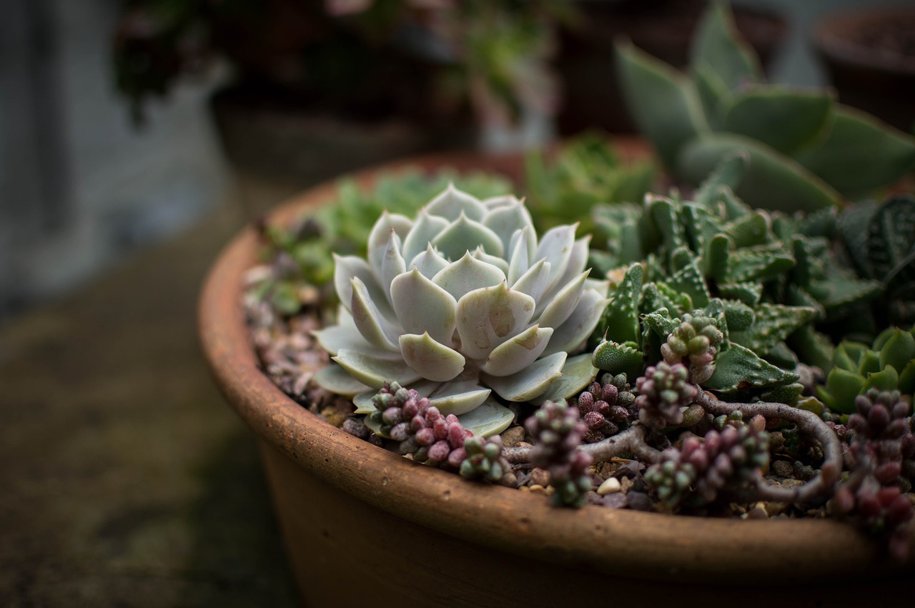 découvrez l'art du jardinage avec nos conseils pratiques, astuces et inspirations pour créer un jardin florissant. que vous soyez débutant ou expert, apprenez à cultiver des plantes, entretenir votre espace vert et profiter de la beauté de la nature chez vous.