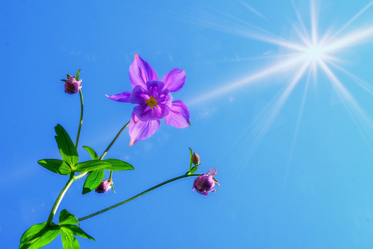 découvrez comment développer votre entreprise de jardinage avec nos conseils et astuces pour une croissance efficace.
