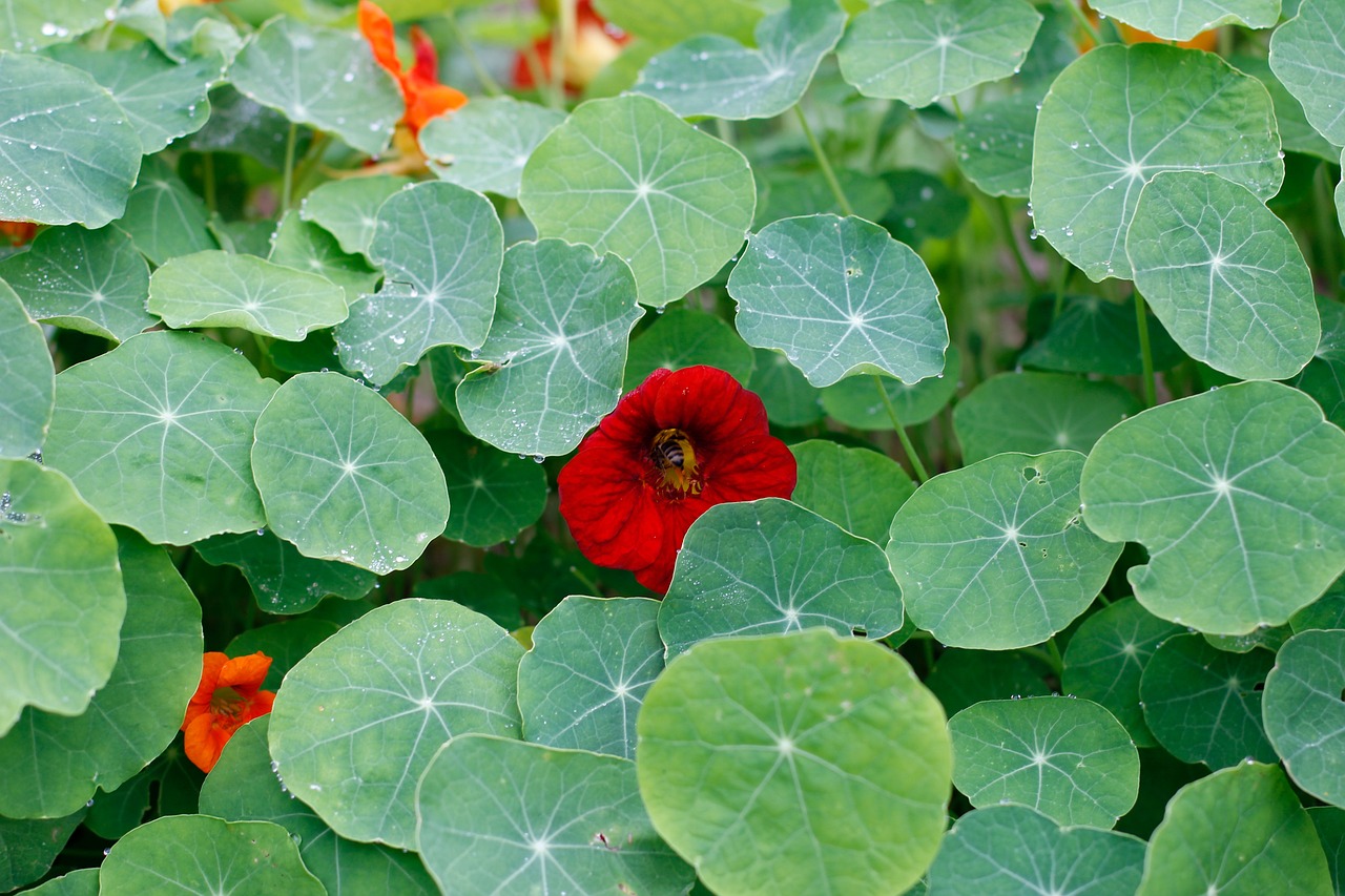 découvrez les principes de la permaculture, une méthode durable qui favorise la biodiversité et l'autosuffisance. apprenez à cultiver votre jardin de manière écologique tout en respectant l'environnement.