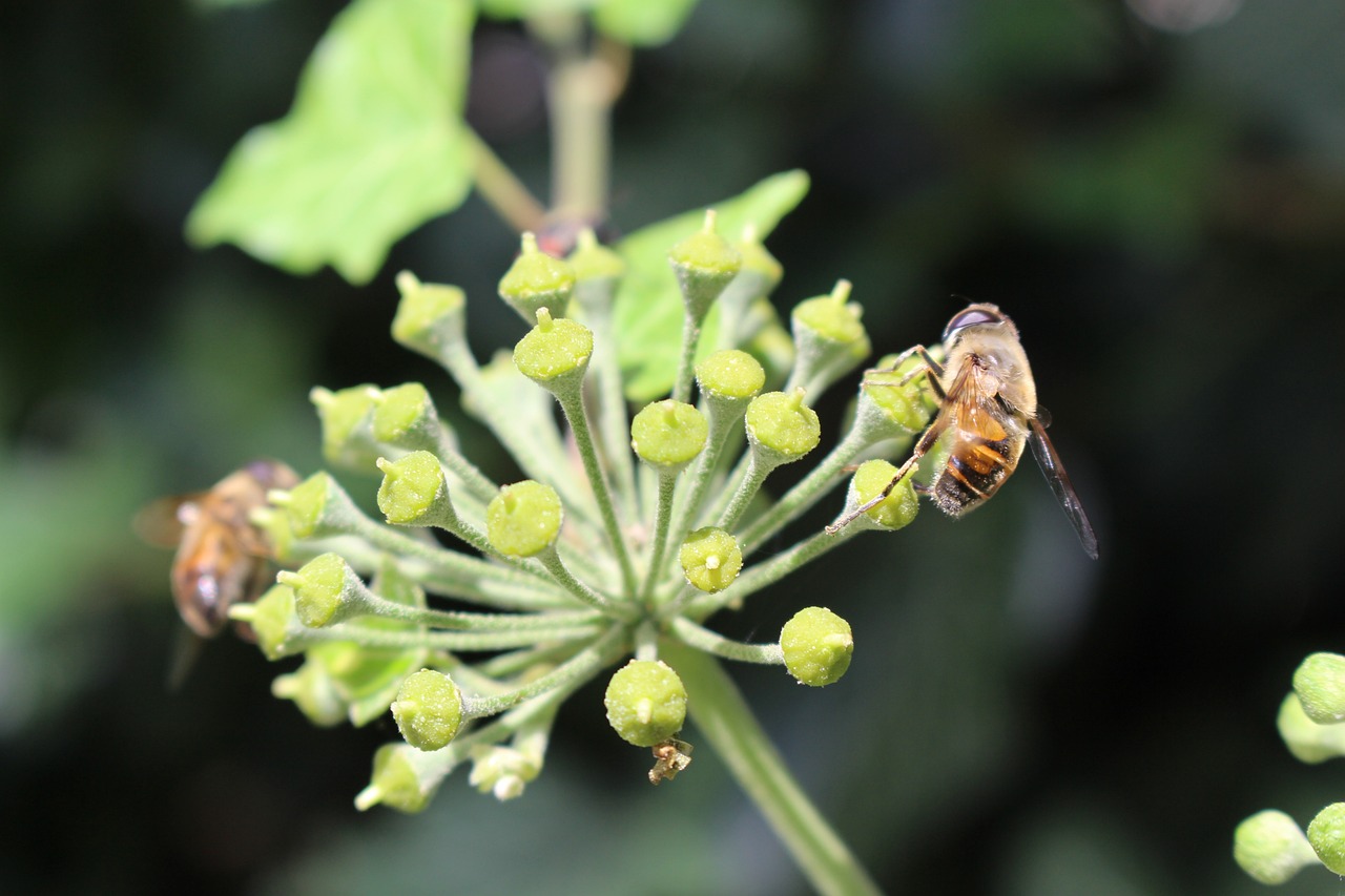 découvrez la permaculture, une méthode d'agriculture durable qui respecte l'environnement et favorise la biodiversité. apprenez à créer des écosystèmes productifs et résilients chez vous, tout en cultivant des aliments sains et en préservant les ressources naturelles.