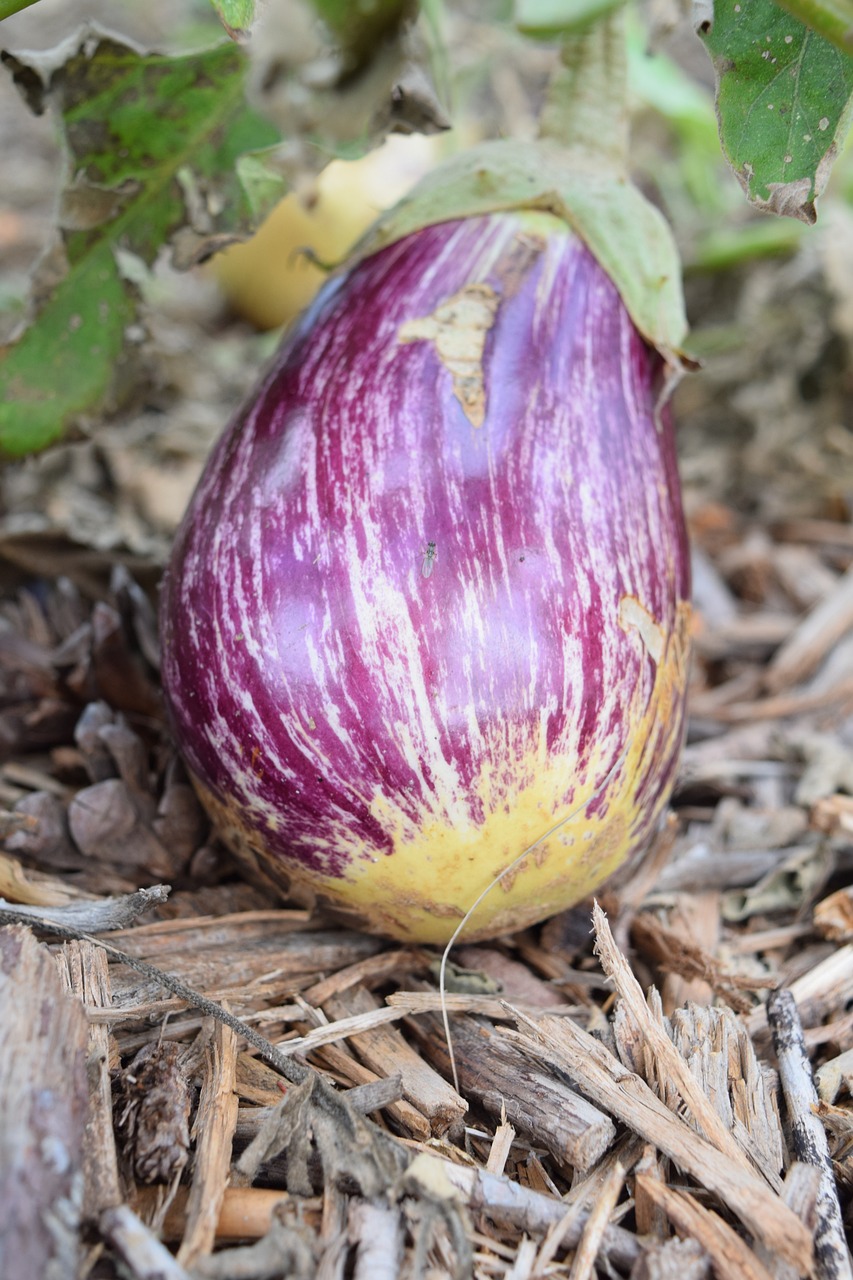 découvrez les principes de la permaculture, une méthode de jardinage durable qui respecte la nature. apprenez à créer des écosystèmes résilients, à maximiser les ressources et à cultiver des aliments de manière éthique et écologique.