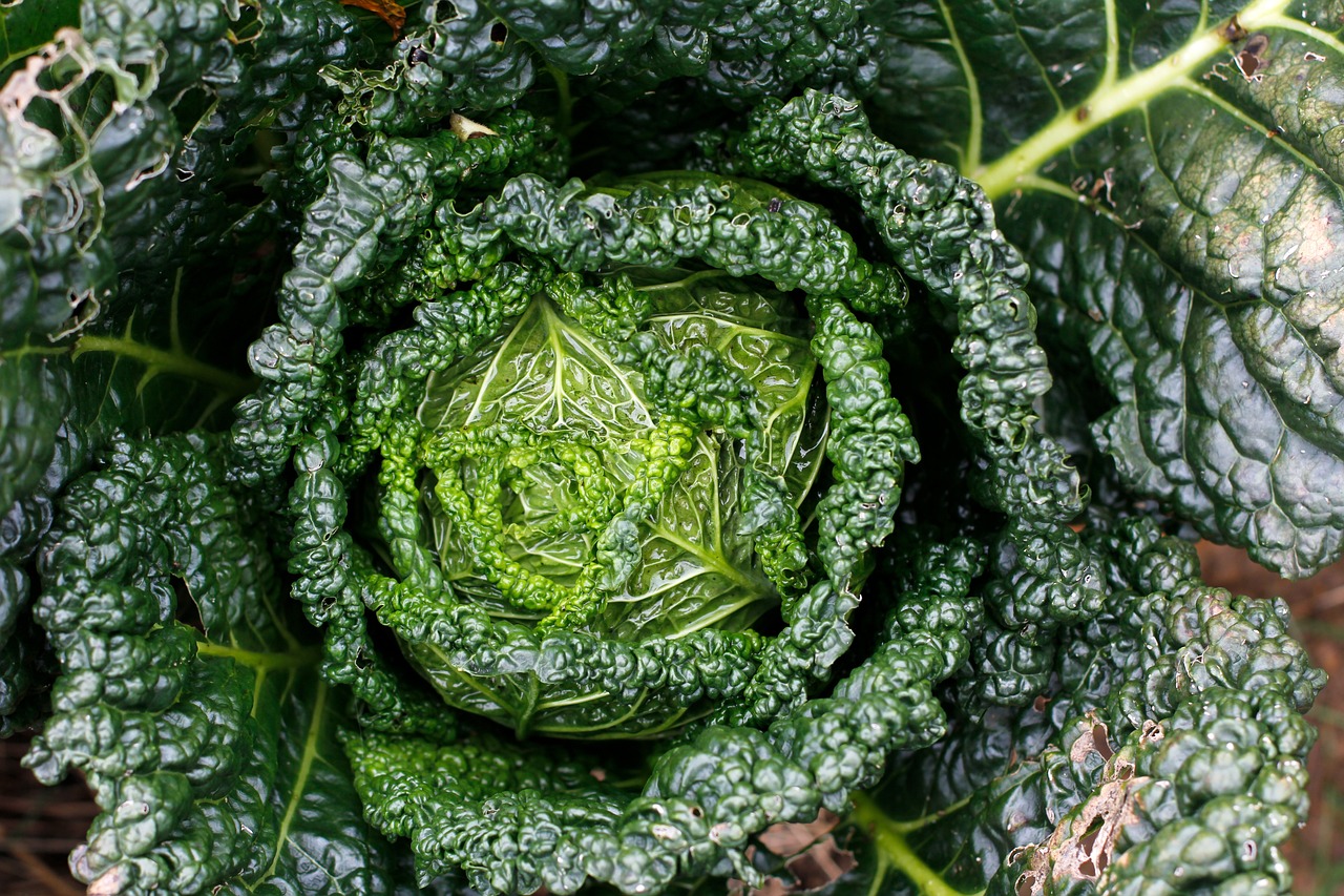découvrez les principes et les étapes de conception d'un jardin en permaculture pour créer un écosystème durable et productif. conseils de design et techniques de culture naturelle.