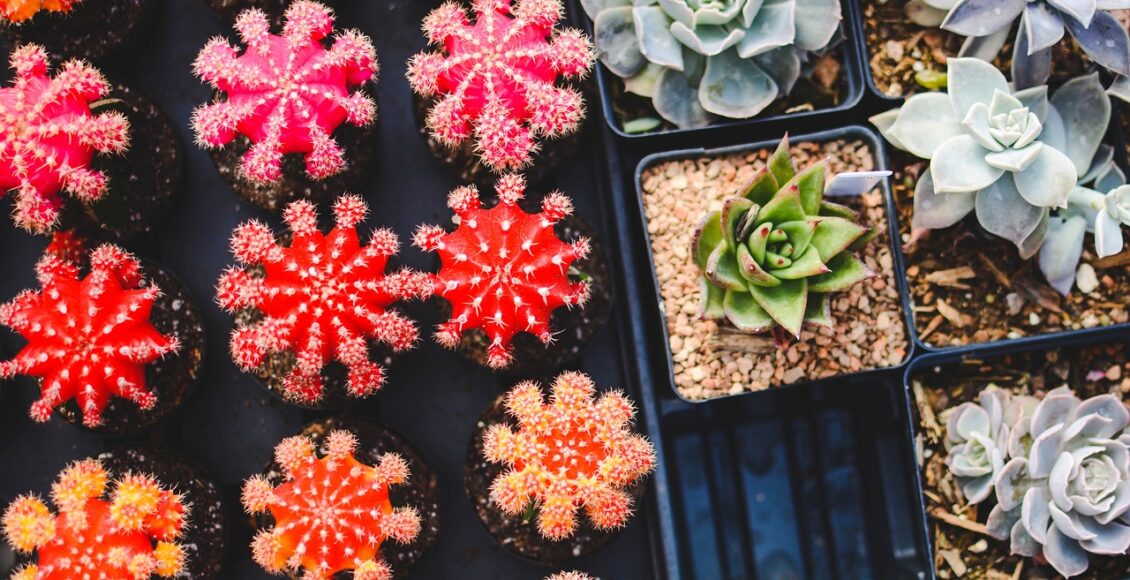 découvrez l'art du jardinage avec nos conseils et astuces pratiques. transformez votre espace extérieur en un havre de paix en cultivant vos plantes préférées, en apprenant les techniques de plantation et en entretenant votre jardin tout au long de l'année.