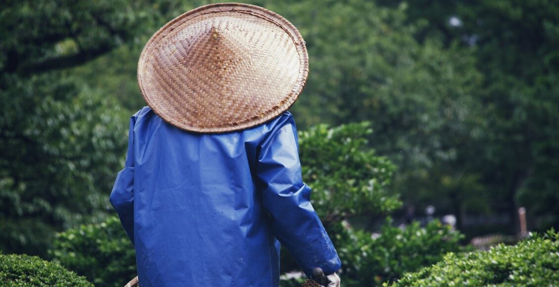 découvrez l'art du jardinage avec nos conseils pratiques, astuces et idées pour créer un jardin florissant. apprenez à cultiver vos plantes, légumes et fleurs avec passion et succès.