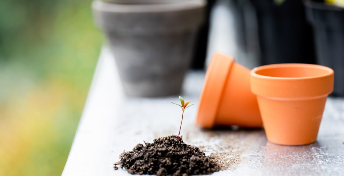 découvrez l'art du jardinage : conseils pratiques, astuces de plantation et techniques d'entretien pour créer un espace vert épanouissant et durable.