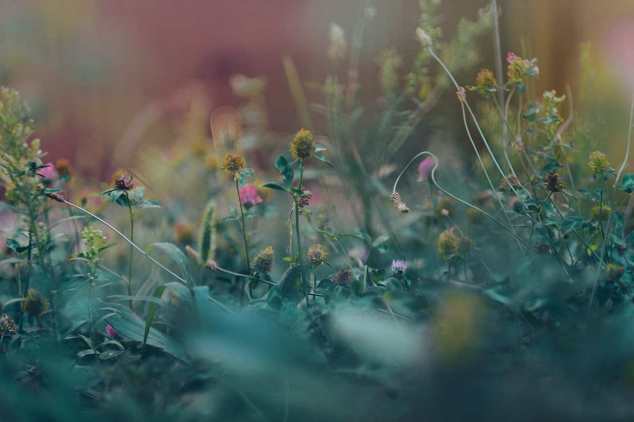 découvrez l'art du jardinage avec nos conseils pratiques, astuces et techniques pour cultiver des plantes, fleurs et légumes. transformez votre espace extérieur en un havre de paix verdoyant.