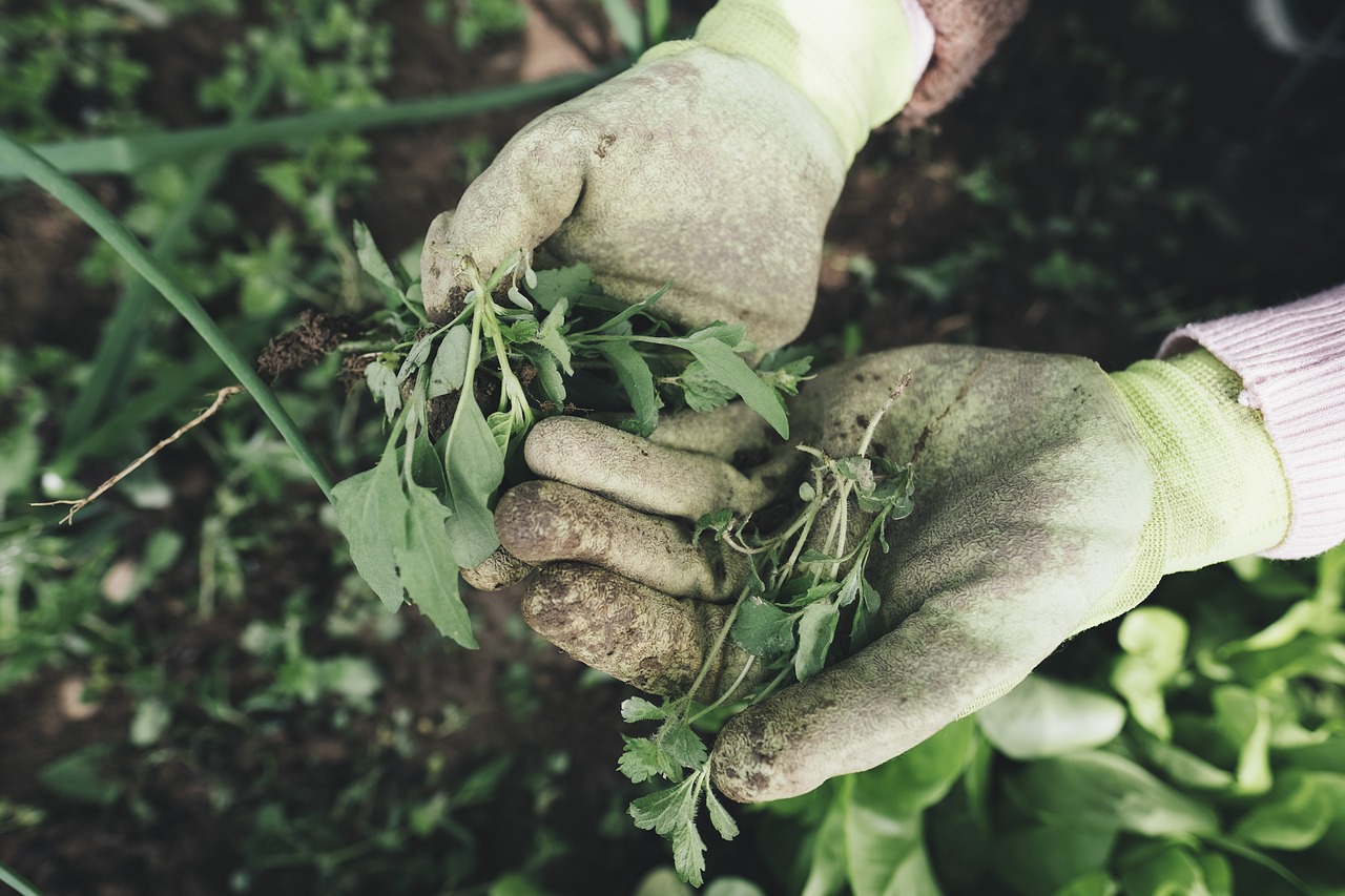 découvrez l'art du jardinage avec nos conseils pratiques, astuces de professionnels et inspirations pour créer un jardin luxuriant et épanouissant. que vous soyez débutant ou expert, trouvez des idées pour les plantes, l'aménagement paysager et l'entretien de votre espace vert.