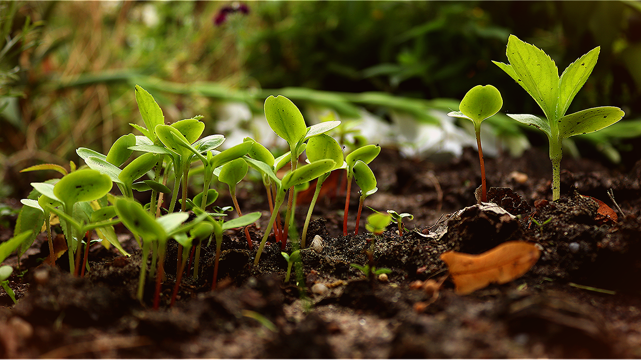 découvrez la permaculture, une méthode innovante et durable de culture visant à créer des écosystèmes agricoles en harmonie avec la nature. apprenez à concevoir des jardins et des fermes écologiques qui préservent la biodiversité tout en produisant des aliments sains.