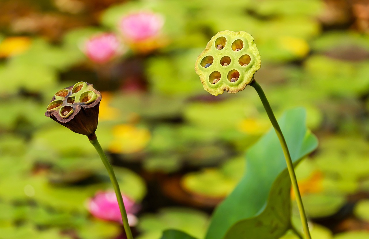 découvrez notre sélection de seed boxes, des solutions idéales pour cultiver vos plantes préférées en intérieur ou en extérieur. profitez d'un espace optimisé pour le démarrage de vos semences, avec un contrôle de l'environnement adapté à chaque besoin.