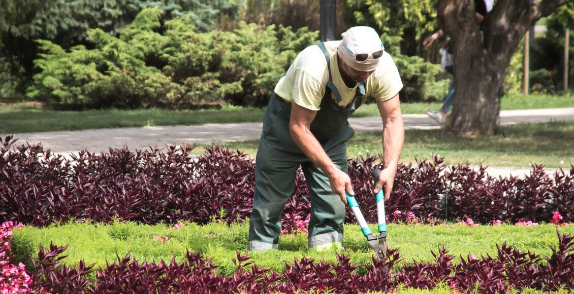 découvrez l'univers du jardinage avec nos conseils, astuces et inspirations pour devenir un jardinier expert. apprenez à cultiver vos plantes, entretenir votre jardin et créer un espace extérieur épanouissant.