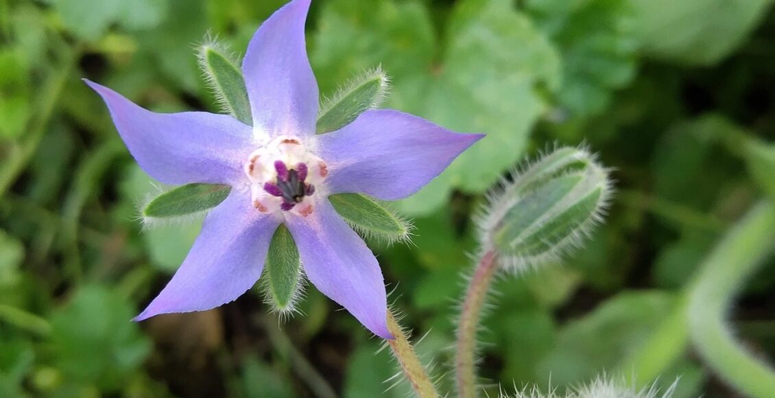 découvrez la permaculture, une méthode durable d'agriculture qui imite les écosystèmes naturels. apprenez à cultiver en harmonie avec la nature, à préserver la biodiversité et à créer des jardins productifs et résilients. explorez les principes de design, les techniques de culture et les bénéfices écologiques de cette approche innovante.