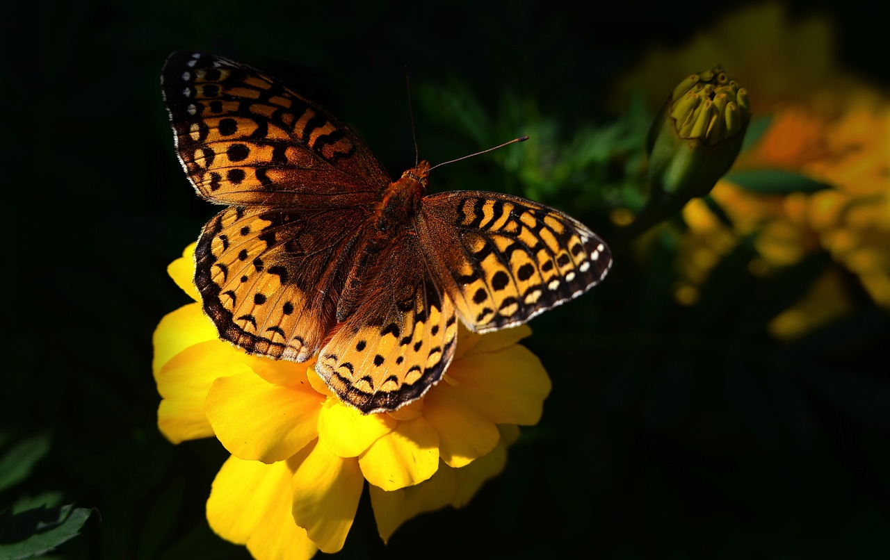 découvrez l'importance de la biodiversité pour notre planète. explorez les menaces qui pèsent sur les écosystèmes, les espèces en danger et les actions nécessaires pour préserver la richesse de la vie sur terre.
