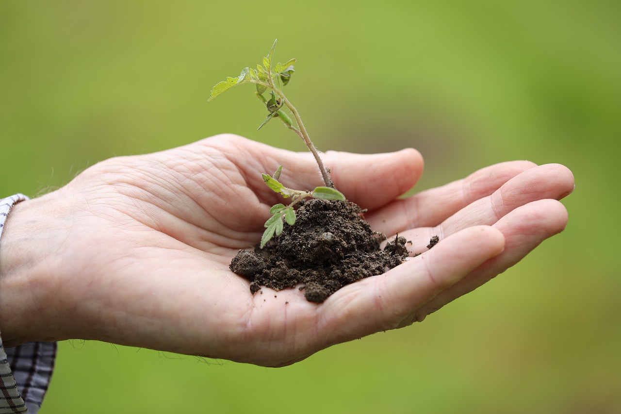 découvrez l'art du compagnonnage des plantes, une méthode naturelle qui améliore la croissance et la santé de votre jardin. apprenez quelles plantes associer pour favoriser la pollinisation, repousser les parasites et optimiser l'espace, tout en créant un écosystème harmonieux.