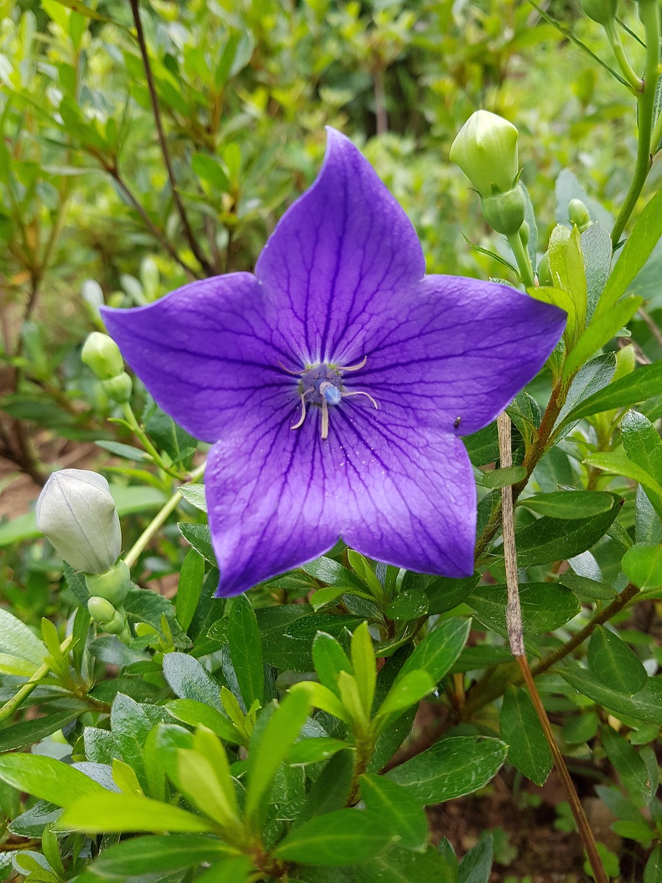 découvrez l'univers enchanteur des clochettes (bellflowers), de magnifiques fleurs en forme de cloche qui apportent charme et élégance à vos jardins. parfaites pour illuminer vos espaces extérieurs, ces plantes délicates sont faciles à cultiver et s'épanouissent dans divers sols. explorez les différentes variétés et apprenez à en prendre soin pour profiter de leur beauté tout au long de l'été.
