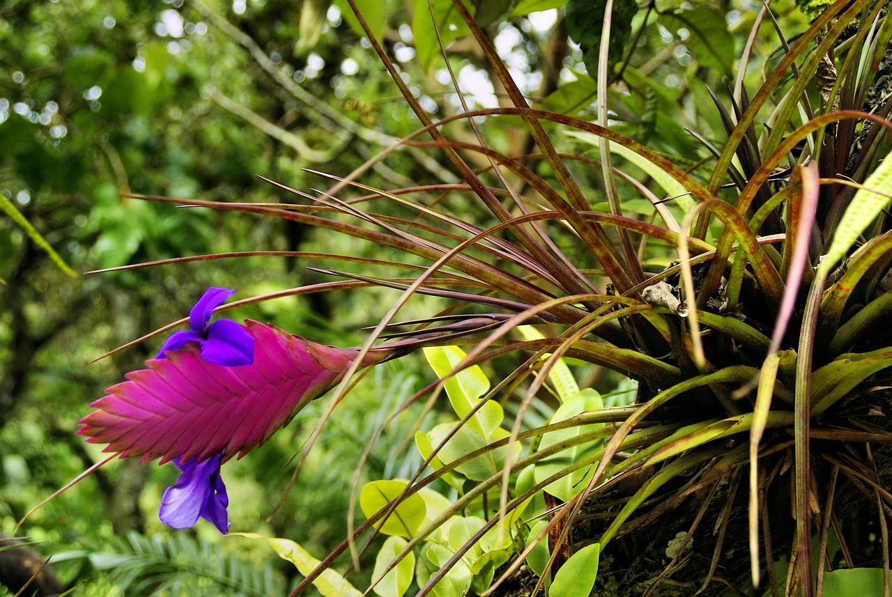 découvrez l'univers fascinant des broméliacées, ces plantes tropicales aux couleurs vibrantes et aux formes uniques. apprenez à les cultiver, à les entretenir et à les intégrer harmonieusement dans votre intérieur ou votre jardin.
