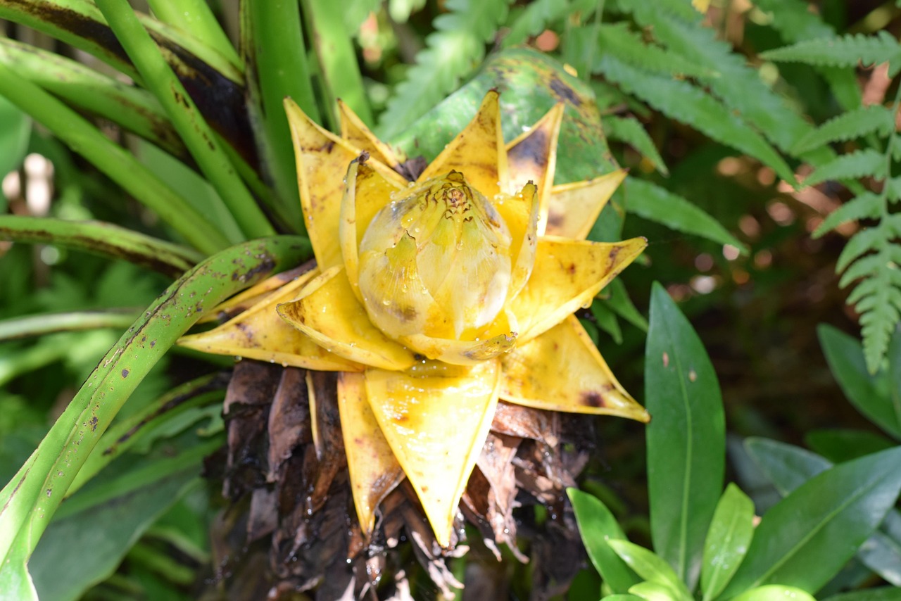découvrez l'univers fascinant des bromélias, des plantes exotiques aux couleurs vives et aux formes variées. apprenez à les cultiver et à les entretenir pour embellir vos espaces intérieurs et extérieurs avec ces magnifiques spécimens.