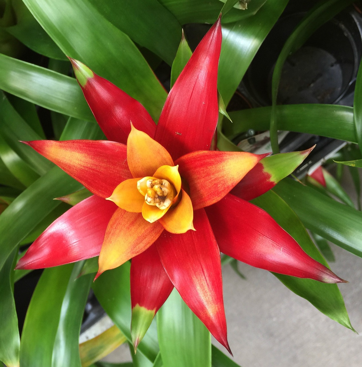 découvrez l'univers fascinant des broméliacées, ces plantes tropicales aux couleurs vives et aux formes variées. apprenez comment les cultiver et les entretenir pour embellir votre intérieur ou votre jardin avec des espèces uniques et exotiques.