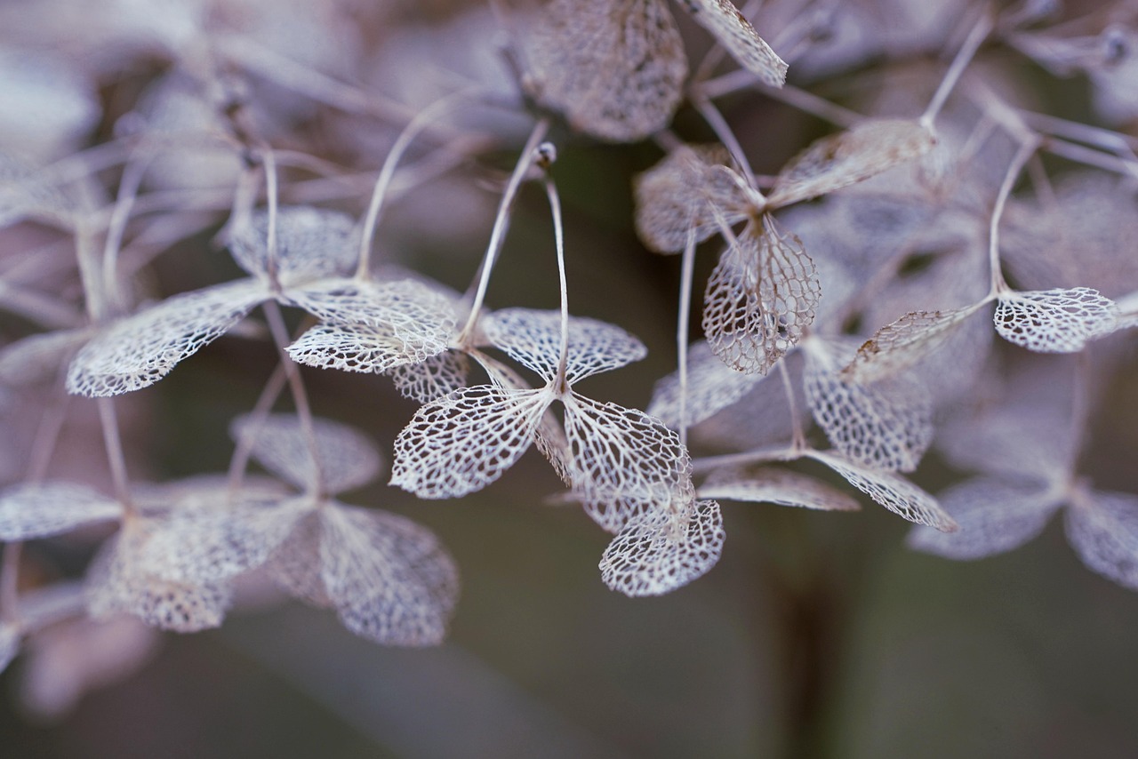 découvrez les hortensias résistants au froid, des plantes luxuriantes et élégantes qui embelliront votre jardin même dans les climats les plus rigoureux. apprenez à choisir les meilleures variétés et à les entretenir pour profiter de leur floraison tout au long de l'année.