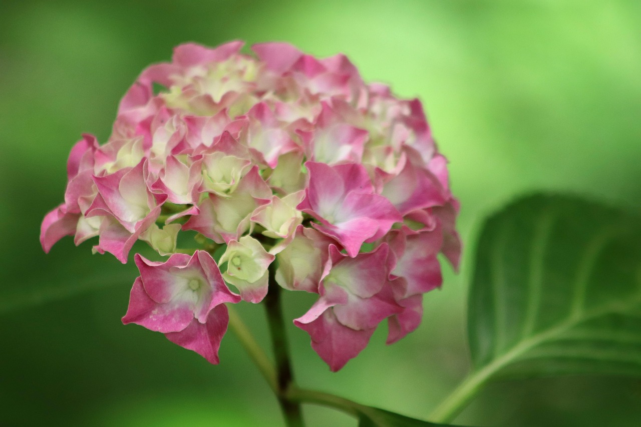 découvrez les hortensias résistants au froid, des fleurs majestueuses qui ajoutent une touche de couleur à votre jardin, même dans les climats les plus rigoureux. apprenez à choisir et à entretenir ces variétés robustes pour un paysage éblouissant toute l'année.