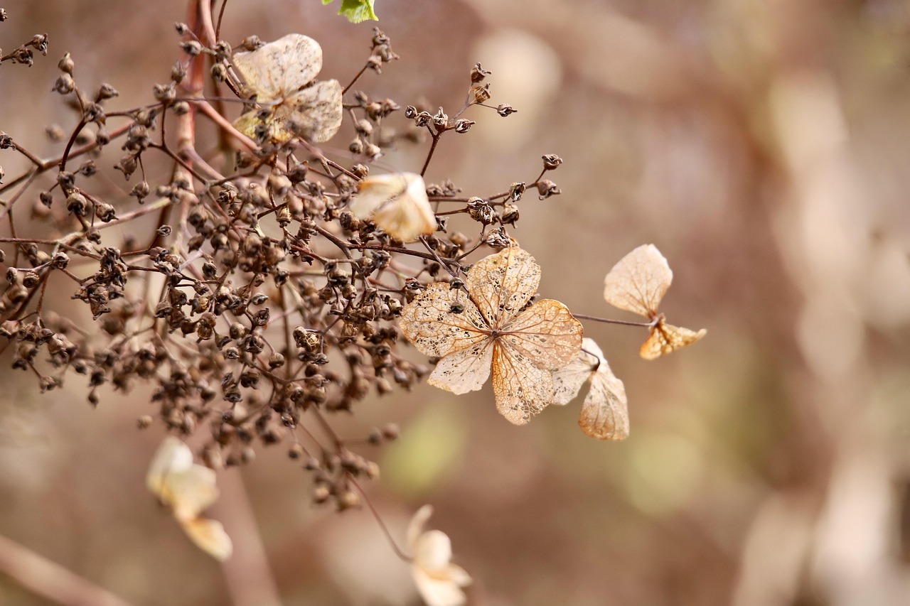 découvrez les hydrangeas résistants au froid, des plantes magnifiques qui apportent couleur et élégance à votre jardin tout au long de l'année, même dans les climats les plus rigoureux.